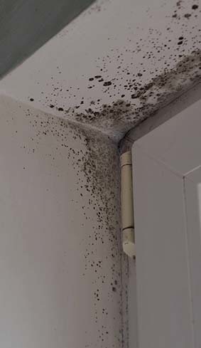 Mold Remediation Image